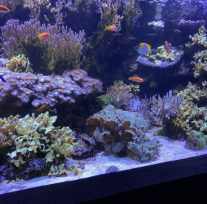 Lire la suite à propos de l’article En sortie à l’Aquarium Tropical